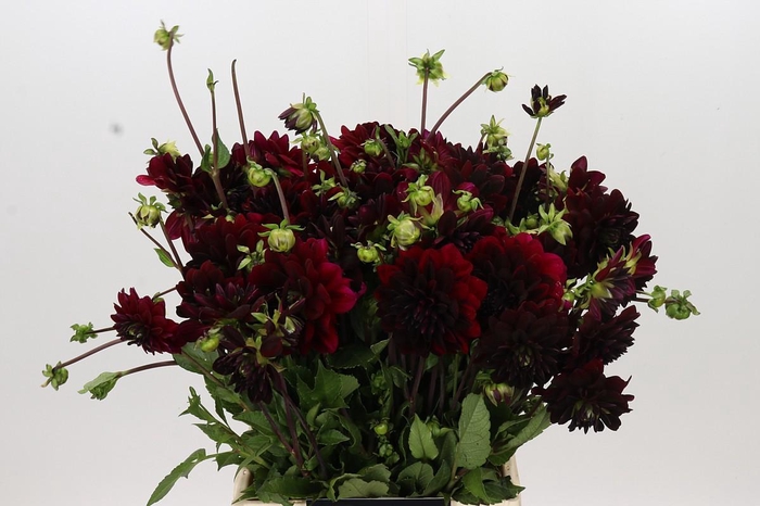 <h4>Dahlia Arabian Night</h4>