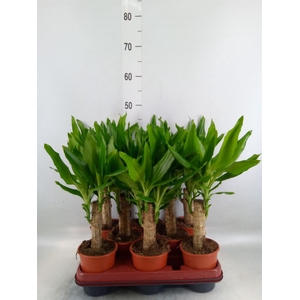Dracaena frag. 'Steudneri'
