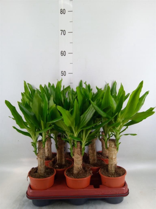 <h4>Dracaena frag. 'Steudneri'</h4>