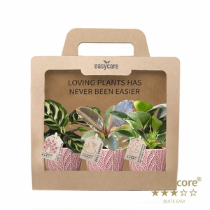 Leaf Rosa 3-pack of 6 cm