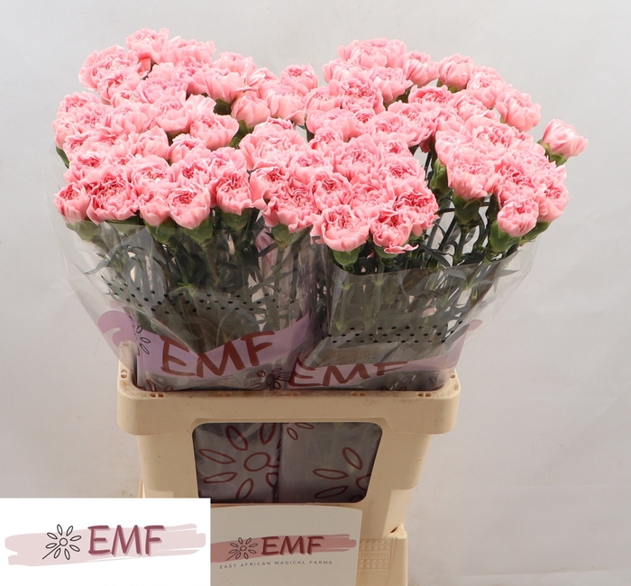 <h4>DI ST PINK MONTEZUMA</h4>