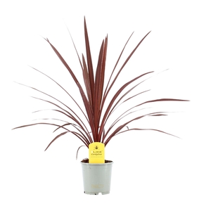 Cordyline austr. 'Red Star'