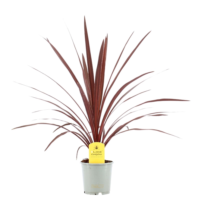 <h4>Cordyline austr. 'Red Star'</h4>