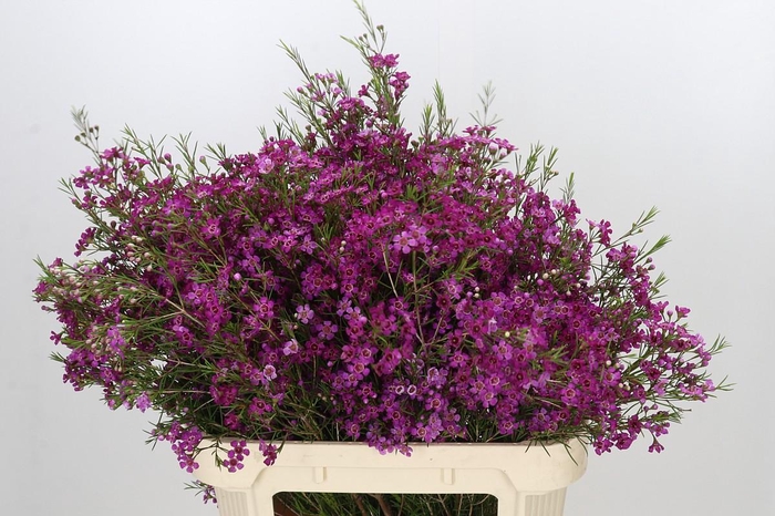 <h4>Chamelaucium Free Spirit</h4>