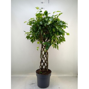 Ficus benja.   ...special shapes