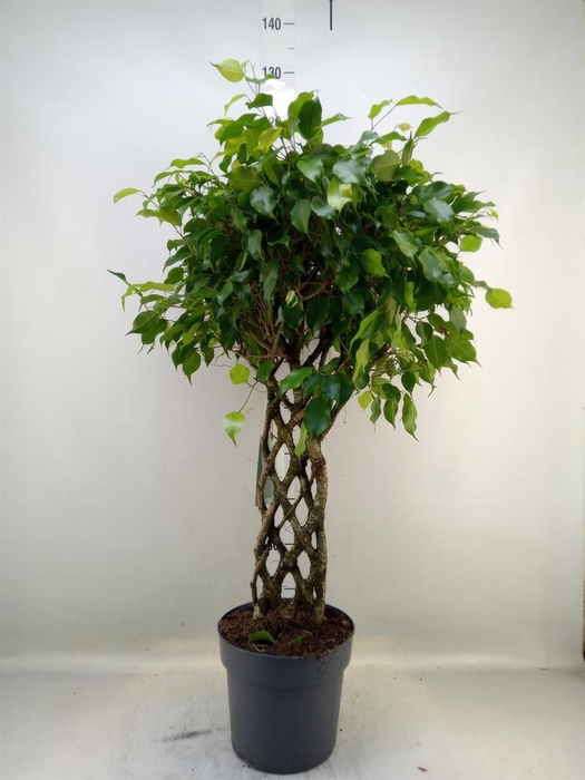 <h4>Ficus benja.   ...special shapes</h4>
