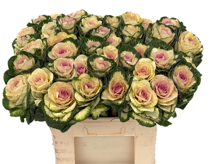 <h4>BRASS WHITE CRANE</h4>