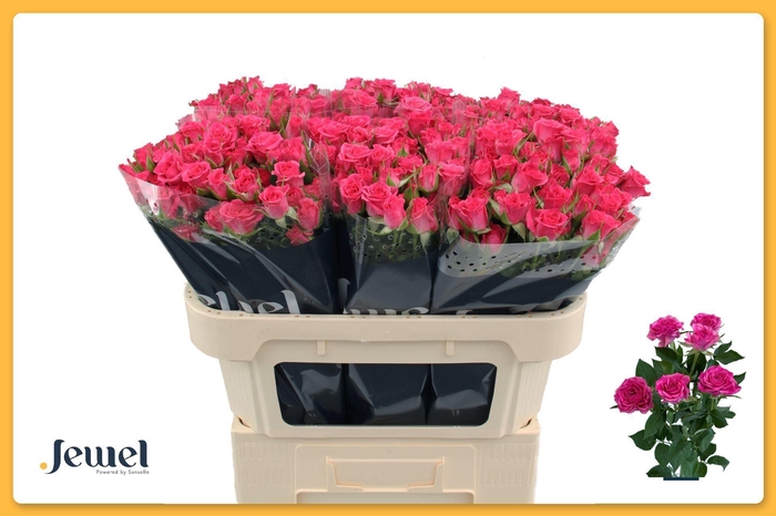 <h4>ROSA TR 'LIANNE'</h4>