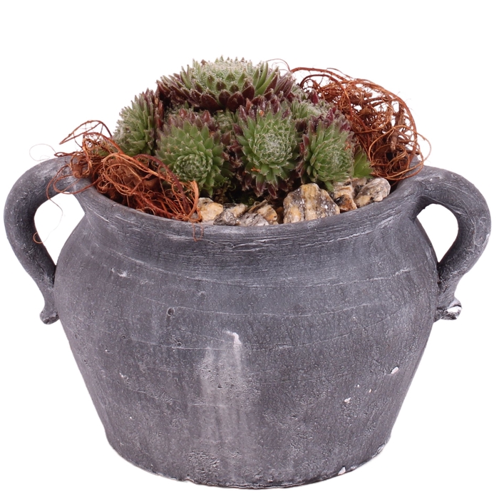 <h4>Opm Semp Arr. Outdoor Ceramic Pot Jug</h4>