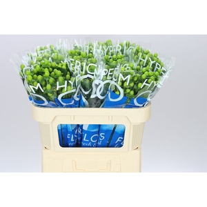 Hyp Coco Bamboo
