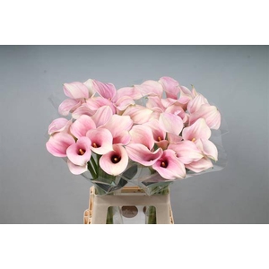 Zantedeschia captain rosette