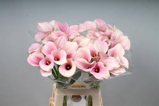 <h4>Zantedeschia captain rosette</h4>