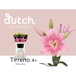 Li La Tirreno 4+ Lily Master