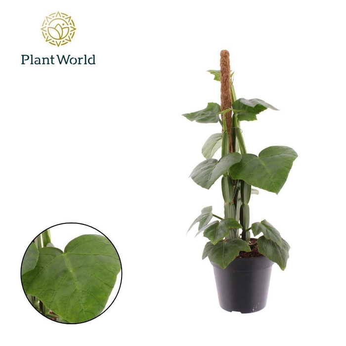 <h4>Cissus Quadran Mosstok</h4>