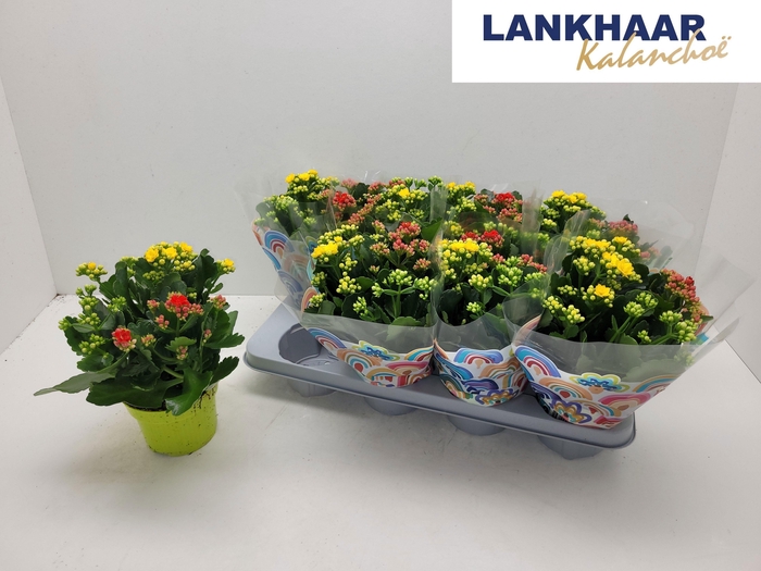 <h4>KAL GE GEM I POT</h4>