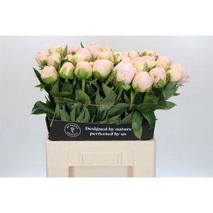 Paeonia mothers choice