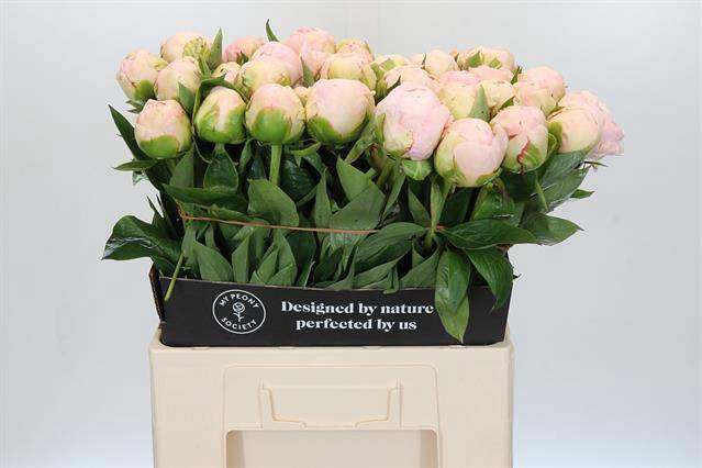 <h4>Paeonia mothers choice</h4>