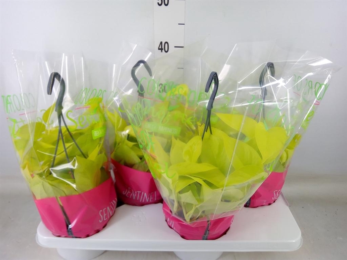 <h4>Epipremnum pinn. 'Golden Pothos' HG</h4>