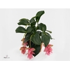 Piccolini Candy 4 knop (Medinilla 1 etage)