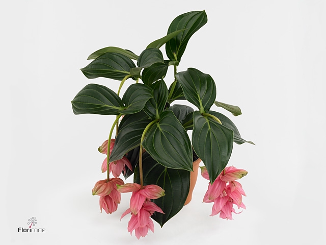 Piccolini Candy 4 knop (Medinilla 1 etage)