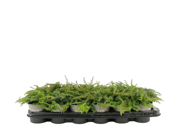 <h4>Juniperus communis Green Carpet</h4>