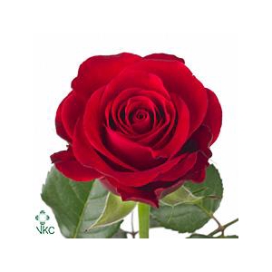 Rosa large red ribbon