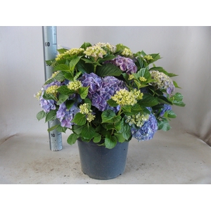 Hydrangea mac.