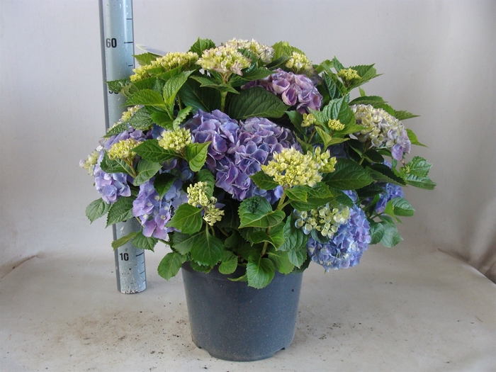 <h4>Hydrangea mac.</h4>