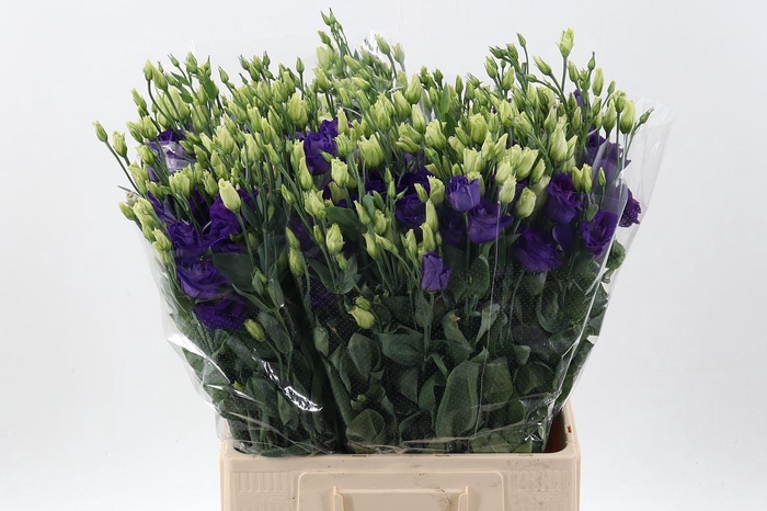 <h4>Eus G Rosita Blue</h4>