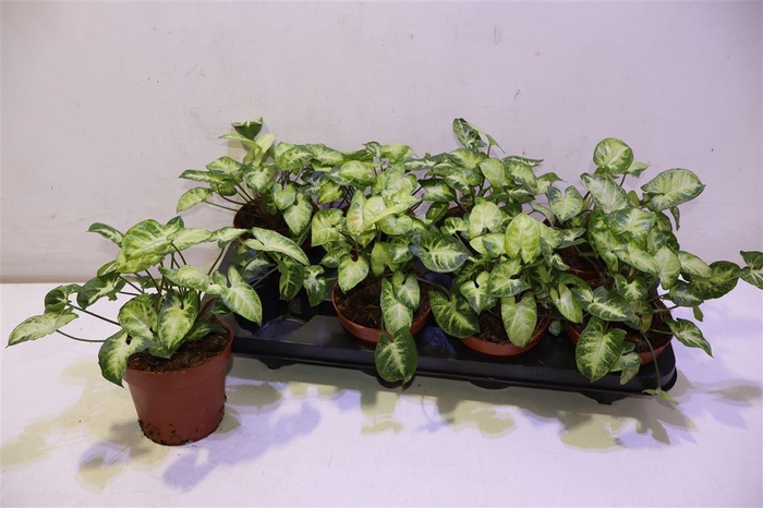 <h4>arr8 Syng Pixie</h4>