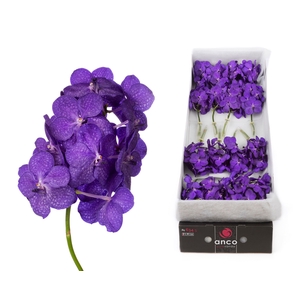 Vanda Tayanee Blue