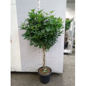 Schefflera arbor. 'Compacta'