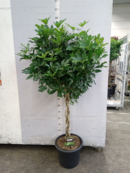 <h4>Schefflera arbor. 'Compacta'</h4>