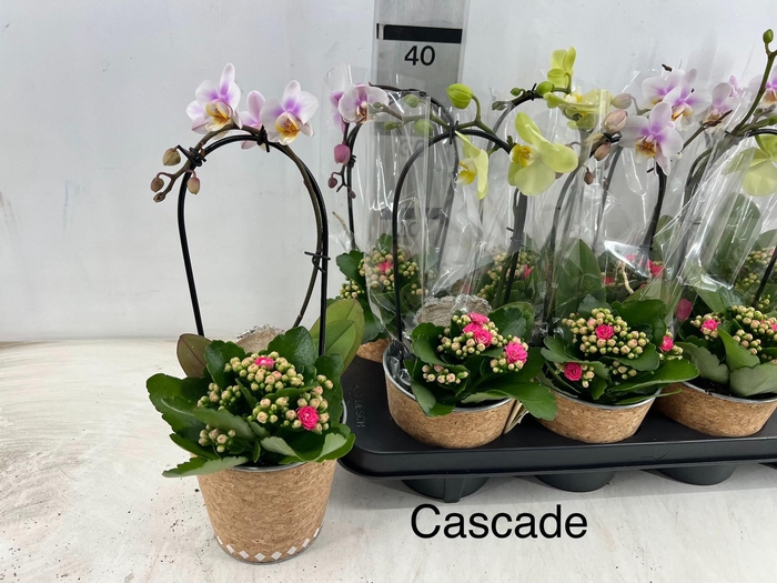 <h4>ARR PHAL 1 TAK</h4>