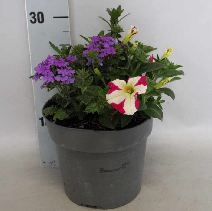 <h4>Perkplanten 19 cm Mix 02 (Petunia, Scaevola, Verbena)</h4>