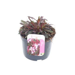 Gaura lind. Gaudi Rose