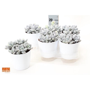Pachyphytum Oviferum 13Ø 15cm