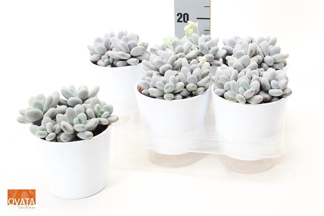 Pachyphytum Oviferum 13Ø 15cm