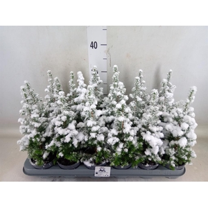 Chamaecyparis thyo. 'Top Point'