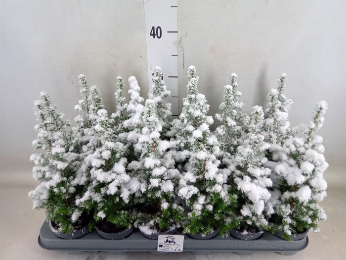 <h4>Chamaecyparis thyo. 'Top Point'</h4>