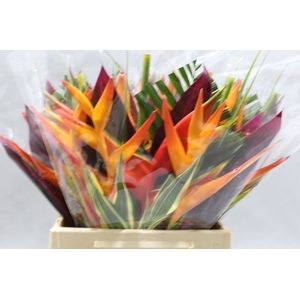 Heliconia A Bqt Petit Plat 566