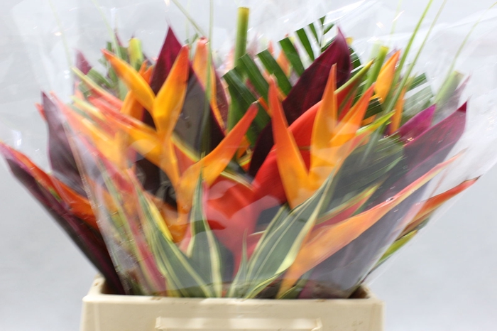 <h4>Heliconia A Bqt Petit Plat 566</h4>