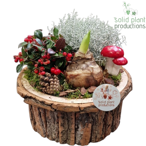 <h4>BSLA001 Amaryllis Bark S Large Brown</h4>