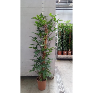 Philodendron pedatum