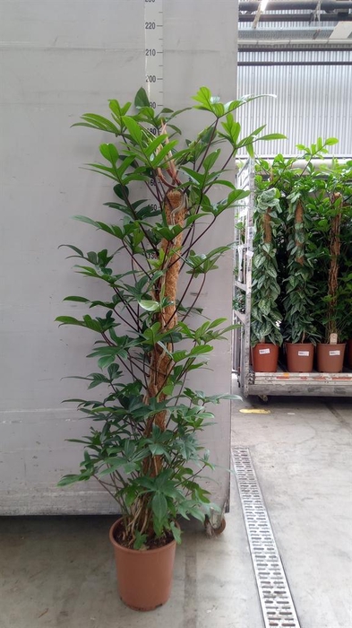 <h4>Philodendron pedatum</h4>