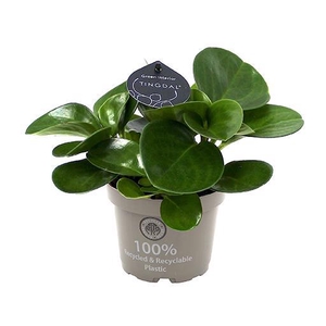 PEPEROMIA OBTUSIFOLIA P11 GREEN