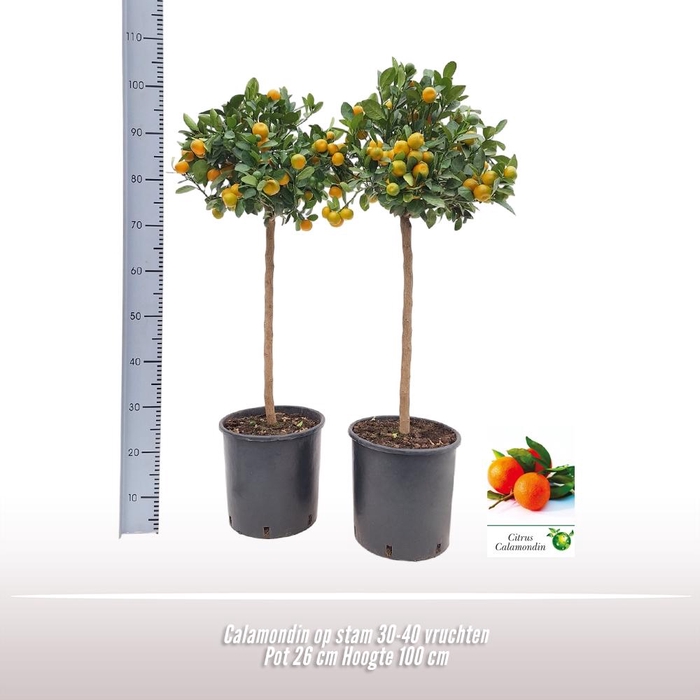 <h4>Citrus   ...</h4>