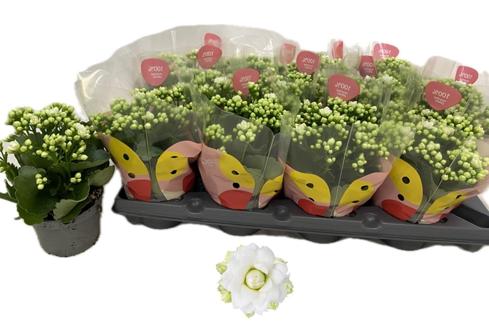 <h4>KAL GE RF GRETA</h4>