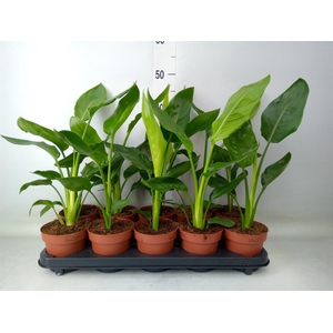 Strelitzia reg.   ...no flowers