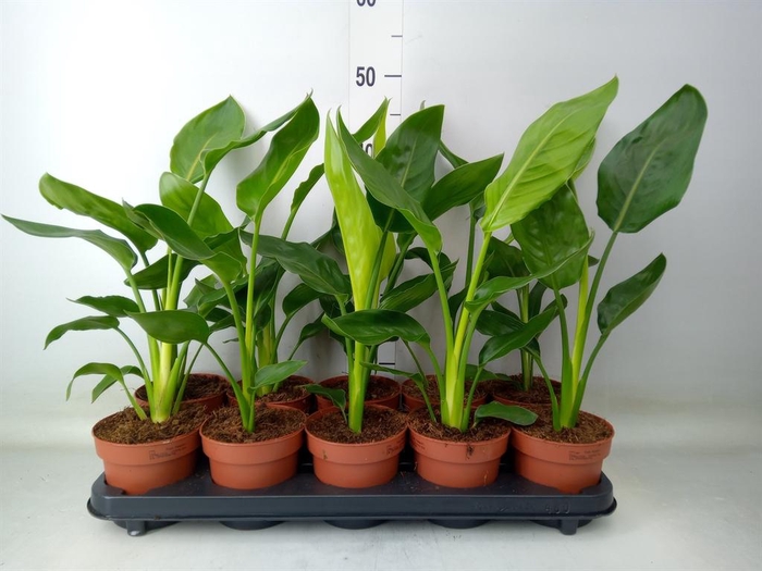 <h4>Strelitzia reg.   ...no flowers</h4>